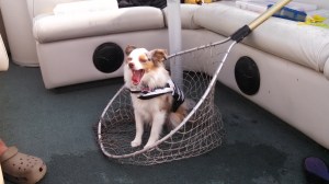 IMG_20150713_185028_802