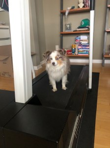 85554A72-20A7-47F0-A176-3FBCE3262B7F